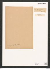 Surirella subsalsa W. Sm. (de-Toni-Nr.: Genus 53, Species 2244) Zeichnungen Sammlung Grunow (NHMW-BOT-W0372739)
